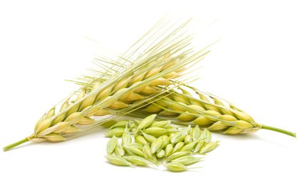 barley2