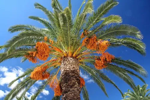 date palm tree 500x500.jpg 1