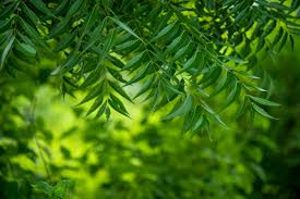 images 25