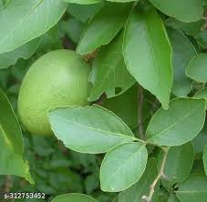 images 8 1