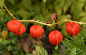 images 8