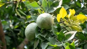 images 9 1