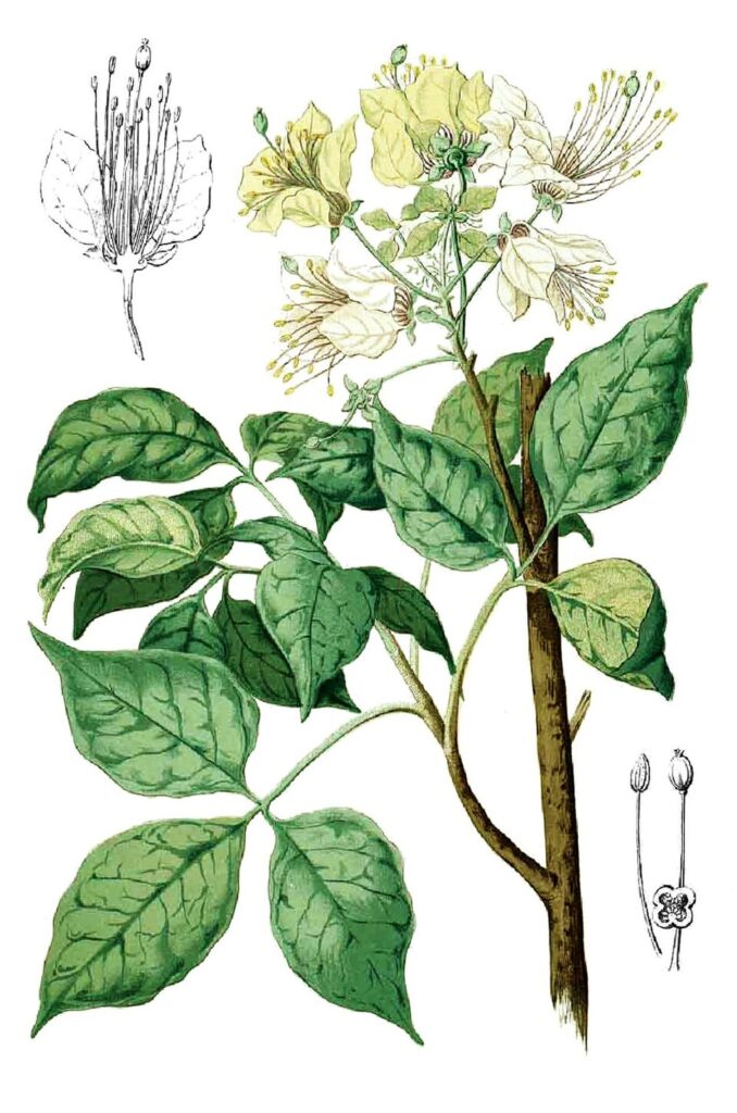 Crateva religiosa Blanco1.176 cropped 1