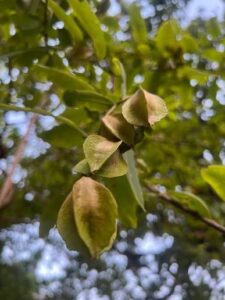 Арджуна (Arjuna, Terminalia arjuna)