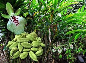 Кардамон (Ela, Elettaria cardamomum) — аюрведическая специя для пищеварения, дыхательной системы и баланса дош.