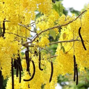 Арагвадха (Aragvadha, Cassia fistula)