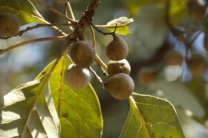 Бибхитаки (Bibhitaki, Terminalia bellirica)