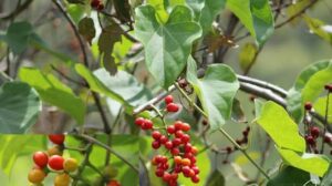 Виданга (Vidanga, Embelia ribes) — аюрведическое растение для очищения кишечника, выведения паразитов и поддержки пищеварения