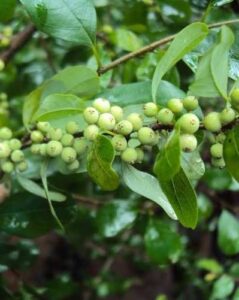 Гуггул (Guggulu, Commiphora mukul) - аюрведическая смола для суставов, обмена веществ и очищения организма