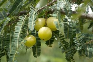 Амла (Amalaki, Emblica officinalis) - свойства и применение в аюрведе