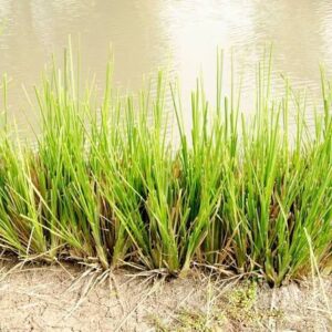 Ветивер, Ушира (Usheera, Andropogon muricatus) - охлаждающее аюрведическое растение для снижения Питты и очищения организма