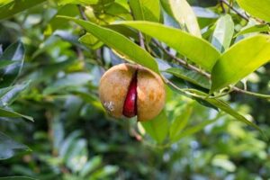 Мускатный орех Jatiphala, Myristica fragrans / Nutmeg