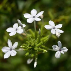 Читрак (Chitraka, Plumbago zeylanica)