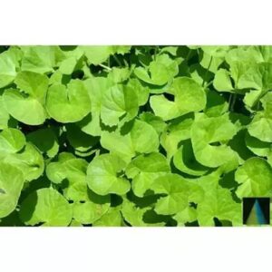 Мандукапарни (Centella asiatica)